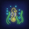 Seahorse Neon Sign Perfect For Décor